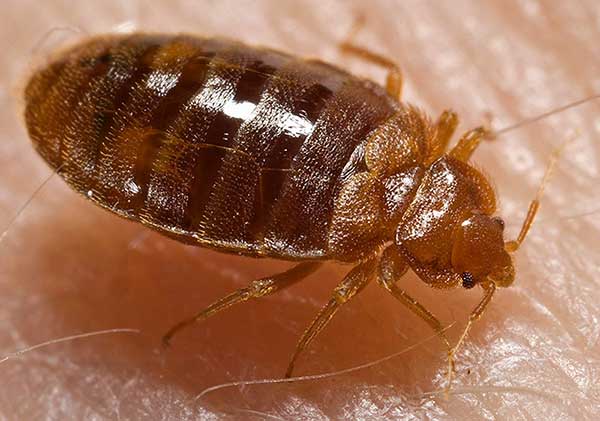 Punaise de lit, Bed-bug, Cimex lectularius
