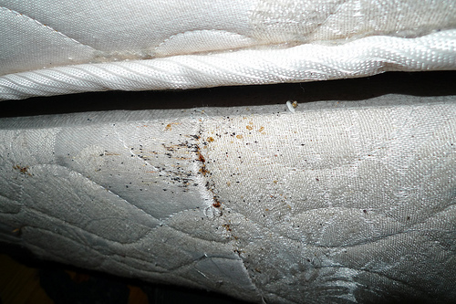 matelas infesté punaises de lit